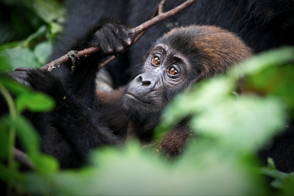 Gorilla in Uganda