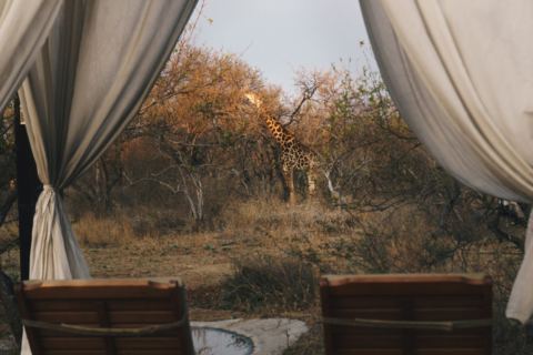 Reis naar Zuid-Afrika -The Baobab Bush Lodge: Een Safari-Paradijs met Giraffen bij je zwembad!