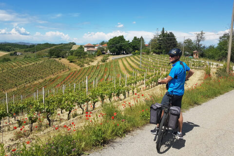 Man met fiets die over wijngaarden uitkijkt