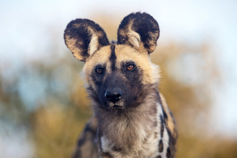 Hyena die in lens kijkt