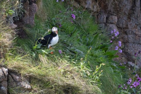 papagaaivogel tegen groene rotswand