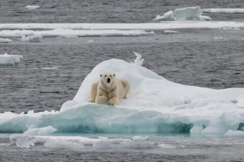 ijsbeer op ijsschots