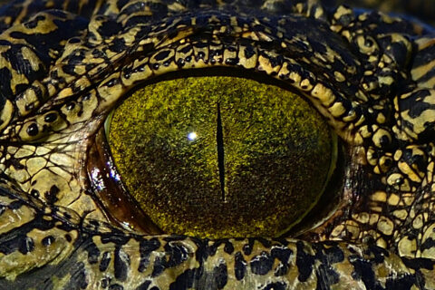 Krokodil oog detail