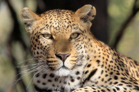 luipaard die je aankijkt