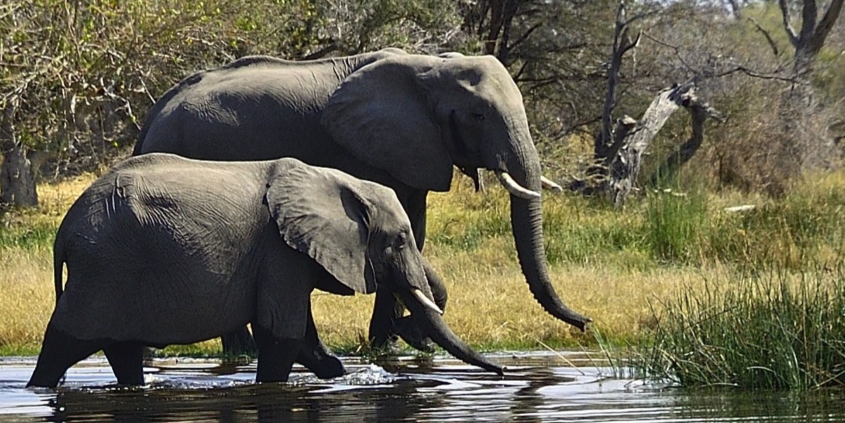 2 olifanten die water drinken