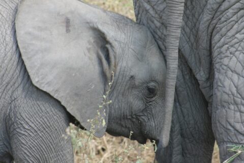 klein olifantje bij moet