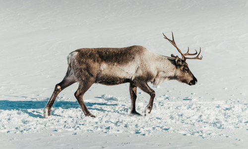Eland in Scandinavië