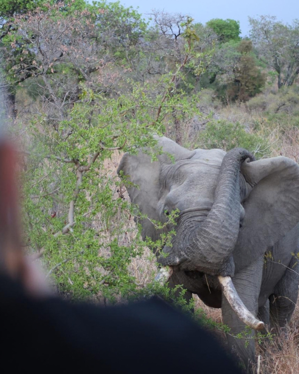 Safari olifant