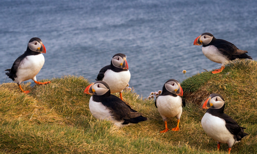 Puffins in Noord-Europa