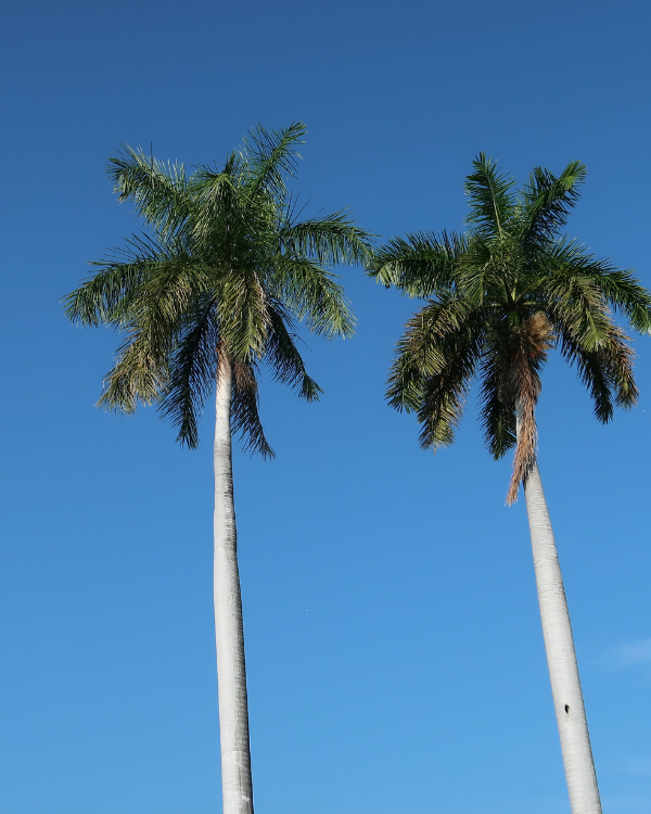 Palmbomen