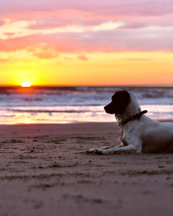 Hond op het strand